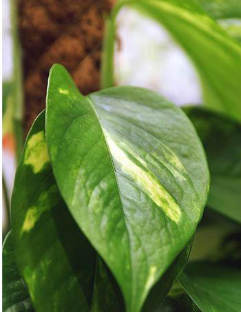  p>台湾麒麟叶,是 a target="_blank" href="/item/天南星科/6721720"