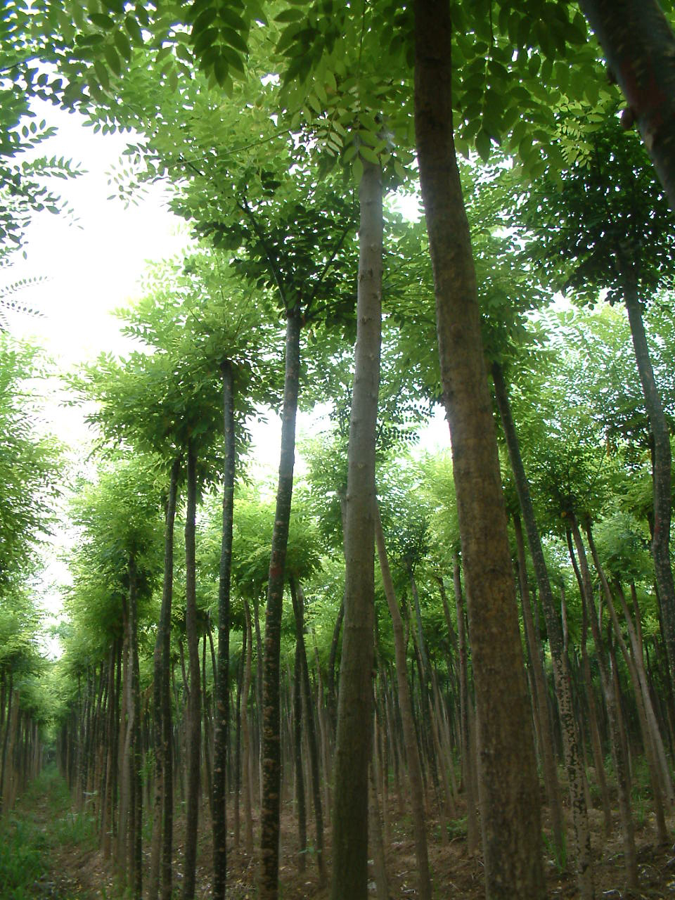 别名: a href="#">槐树 /a>, a href="#">槐蕊 /a>, a href="#">豆