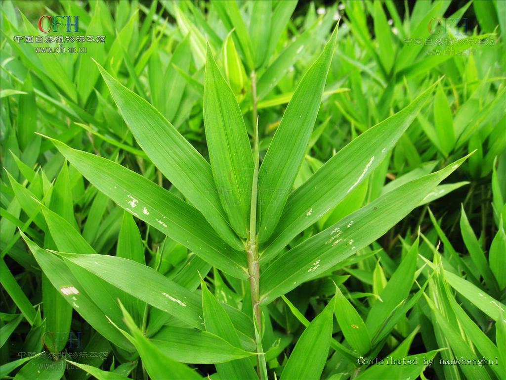  p>赤竹属,sasa makino et shibata,禾本科竹亚科的一个属.