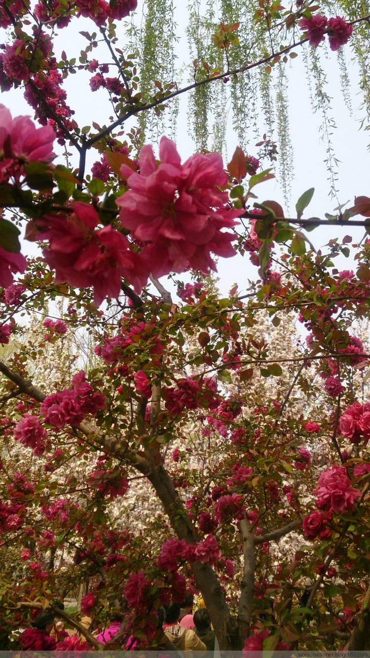  p>赤水野海棠,别名:小猫子草,拉丁文名:bredia esquirolii (levl.