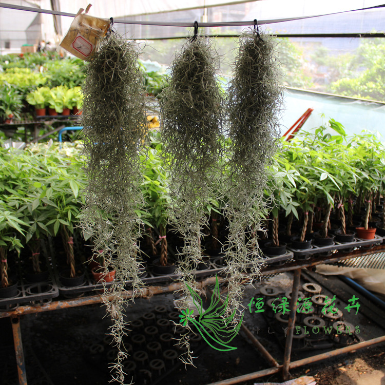  p>松萝铁兰也叫 a target="_blank" href="/item/松萝凤梨/6085905"