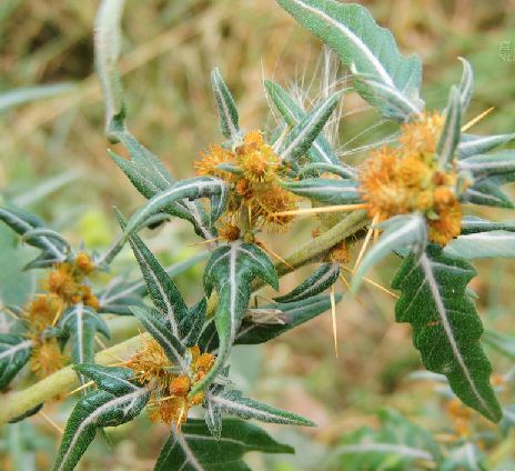  p>刺苍耳(学名: i>xanthium spinosum /i> linn.