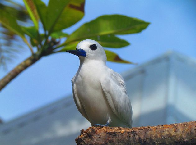  p>白玄鸥广东亚种(学名: i>gygis alba candida /i>)是白玄鸥的 a