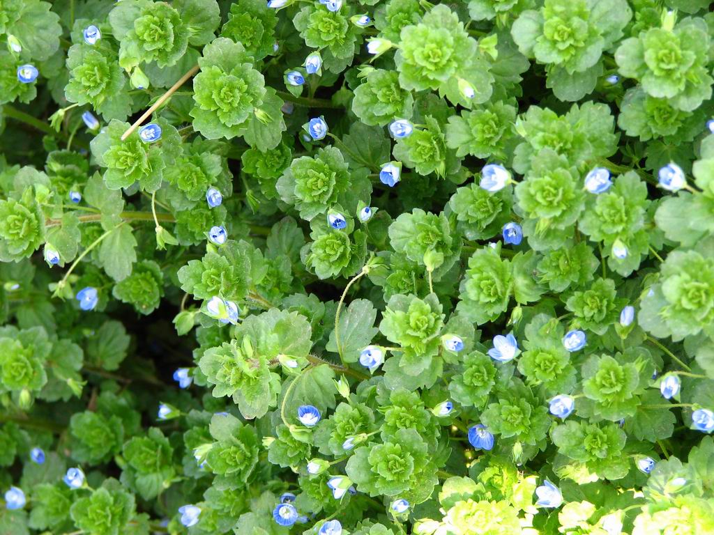 veronica longipetiolata hong