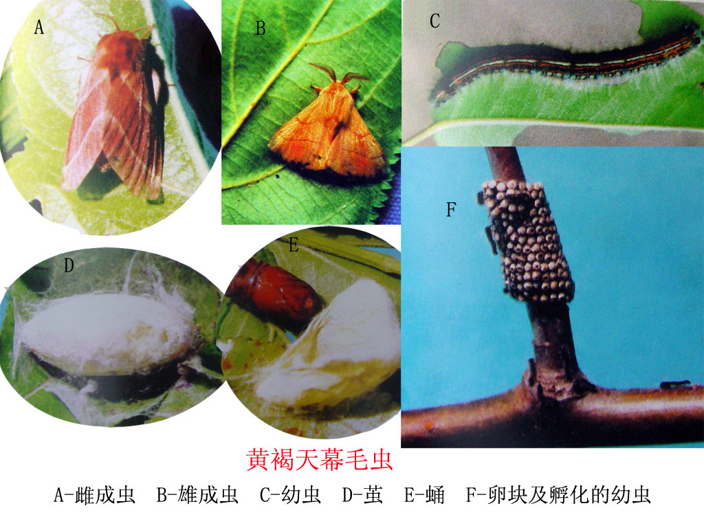  p>天幕毛虫, i>malacosoma neustria testacea /i> motsch,为 a href