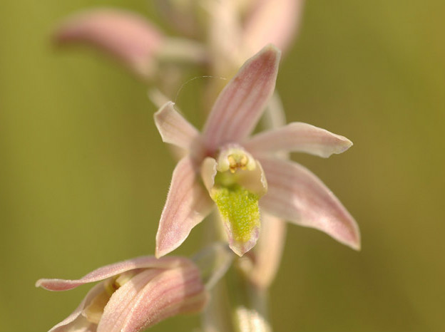  p>粉口兰(学名: i>pachystoma pubescens /i> bl.