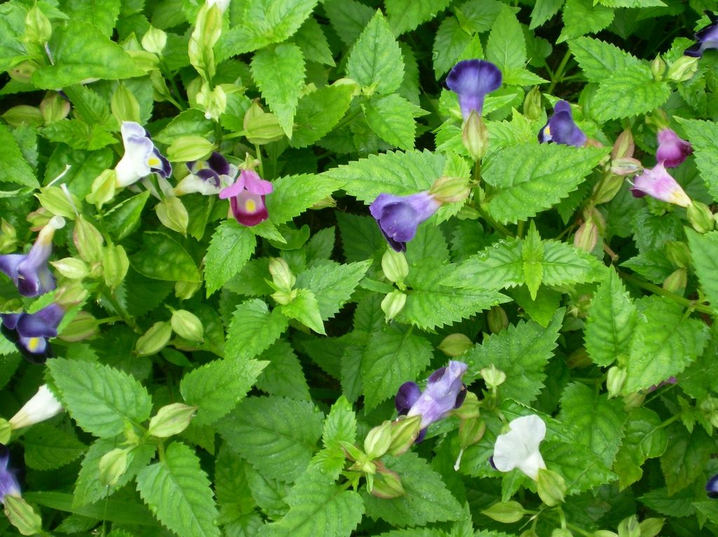  p>蝴蝶草属(学名:torenia l.