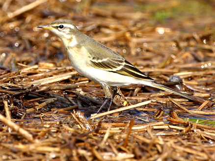  p>黄鹡鸰(学名: i>motacilla flava /i>) 体型大小和 a target="