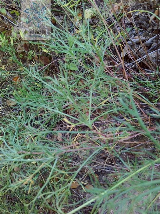  p>光沙蒿(学名: i>artemisia oxycephala /i> kitag.