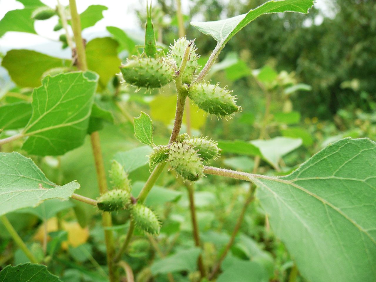 sibiricum /i> patrin ex widder)是菊科,苍耳属一年生草本植物,高