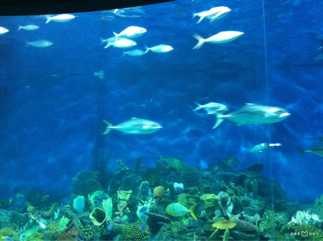 墨尔本水族馆