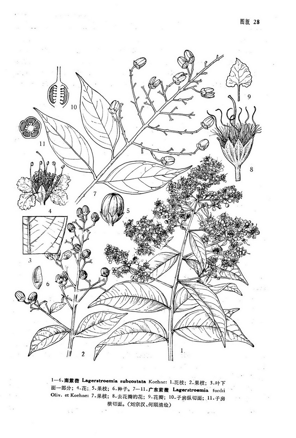  p>狭瓣紫薇(学名:lagerstroemia stenopetala chun), a href="#"