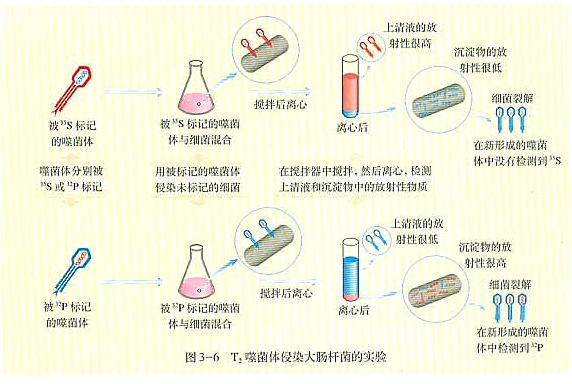 赫尔希-蔡斯实验