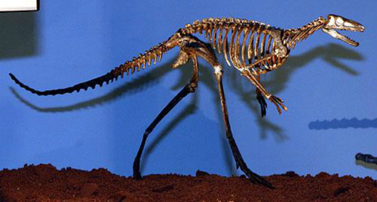 30厘米左右,可能是恐龙类和翼龙目(pterosaurs)祖先或很近的早期分支