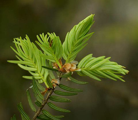 fu)是松科,黄杉属 a target="_blank" href="/item/乔木/33239" data