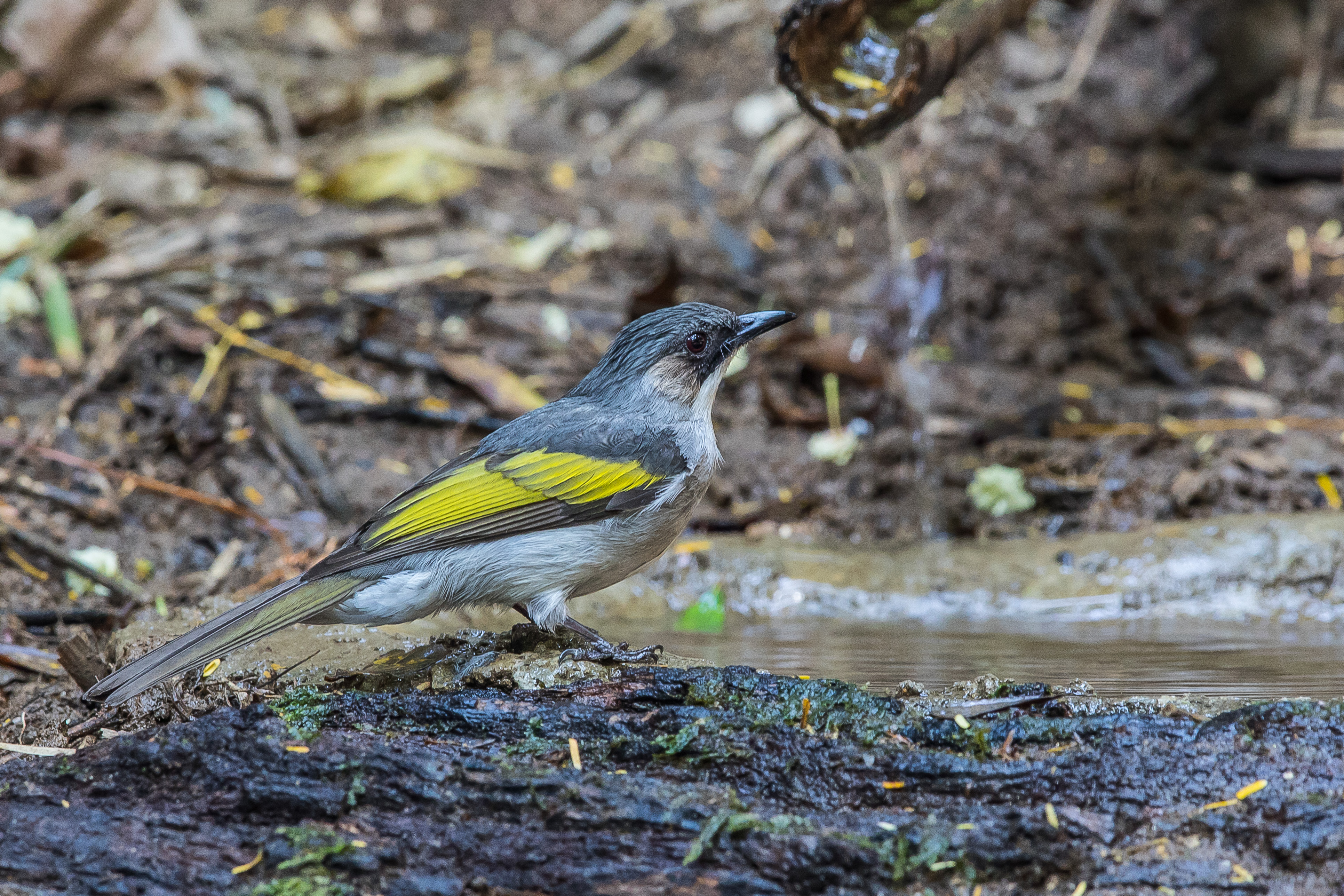 hypsipetes borbonicus