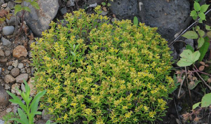  p>细叶景天,是 a target="_blank" href="/item/双子叶植物纲">双子