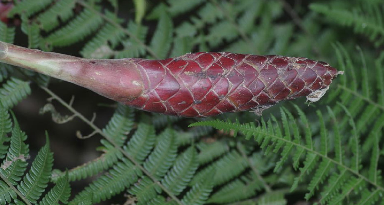  p>珊瑚姜(学名: i>zingiber corallinum /i> hance)是姜科姜属植物.