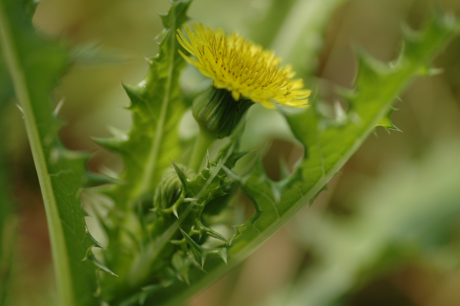 是菊科, a target="_blank" href="/item/苦苣菜属">苦苣菜属 /a>