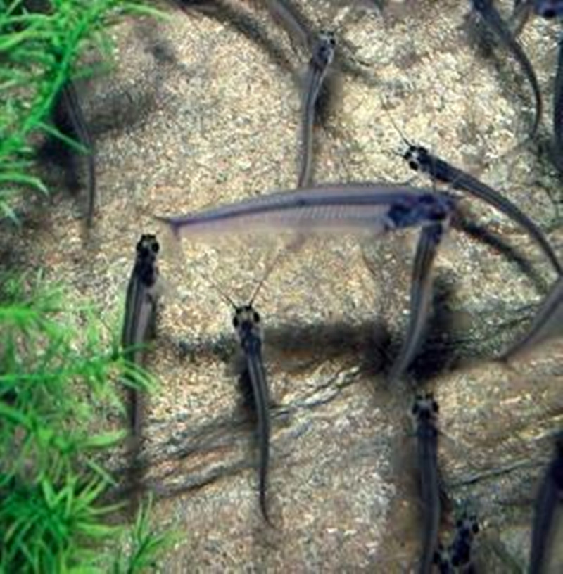  p data-id="gnanrg6daj">玻鱼 glassfish (glass perch)亦称玻璃鱼