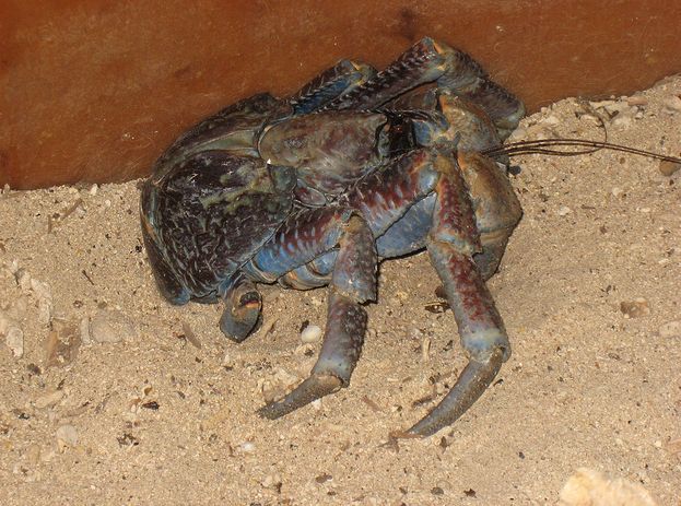 coconut crab