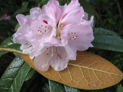  p>皱皮杜鹃(学名: i>rhododendron wiltonii /i> hemsl. et wils.