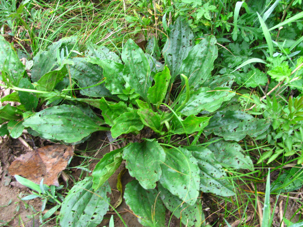  p>大车前(学名: i>plantago major /i> l.