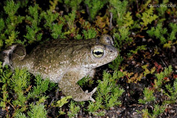  p>蟾蜍,也叫 a target="_blank" href="/item/蛤蟆/3359815" data