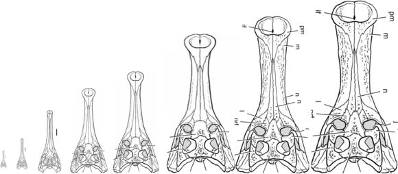  p>帝鳄(属名sarcosuchus)又称为 a href="#" data-lemmaid="1104678"