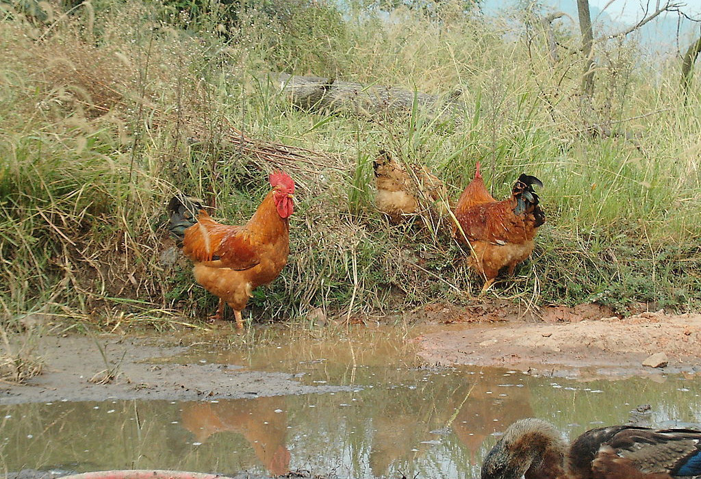  p>鸡是一种家禽,家鸡源出于野生的原鸡,其驯化历史至少约4000年,但