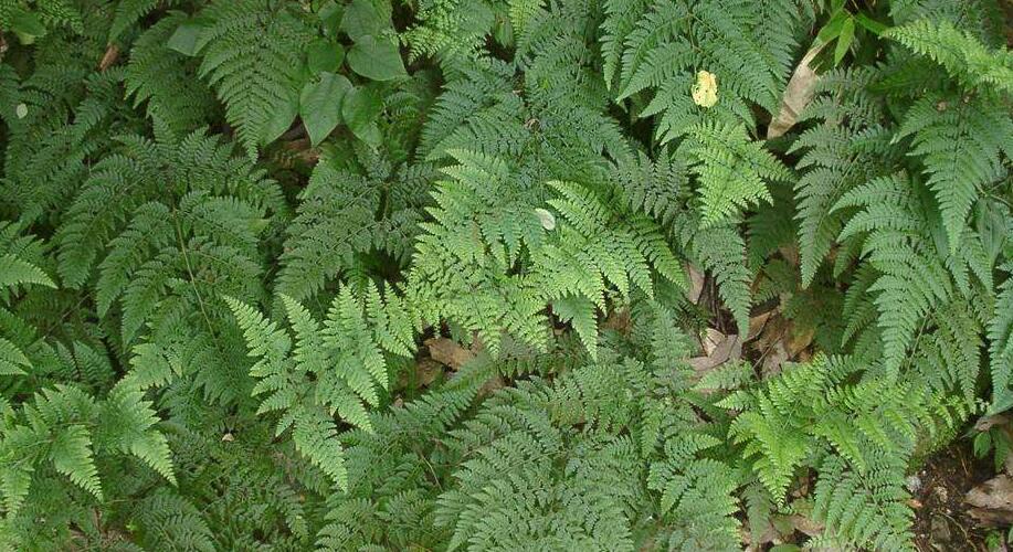  p>黑心蕨属(学名: i>doryopteris j. /i> sm.