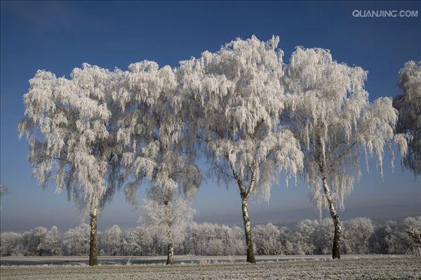  p>白桦(学名: i>betula platyphylla /i> suk.