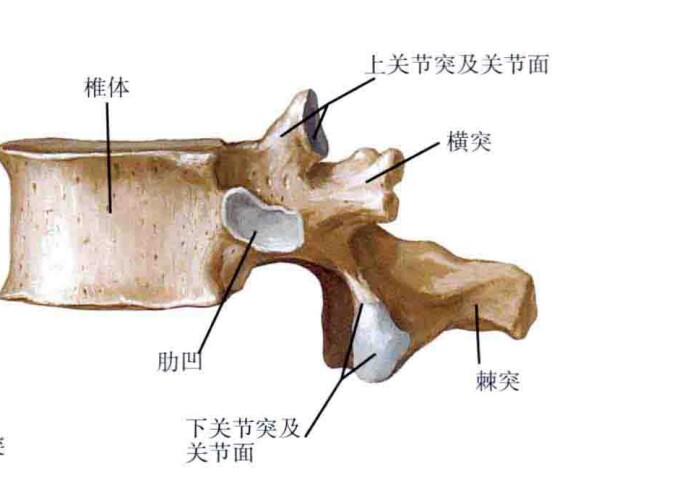 data-lemmaid="10098996">椎弓 /a>根是椎弓的一部分,起于椎体后上部