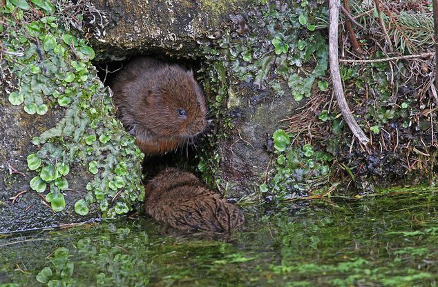  p>根田鼠(学名: i>microtus oeconomus /i>)体