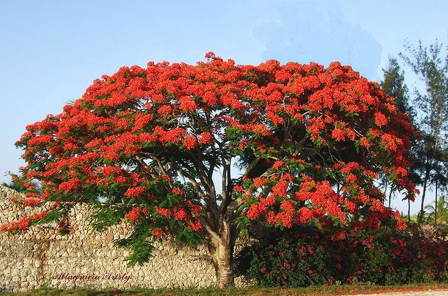 delonix regia (boj.) raf.