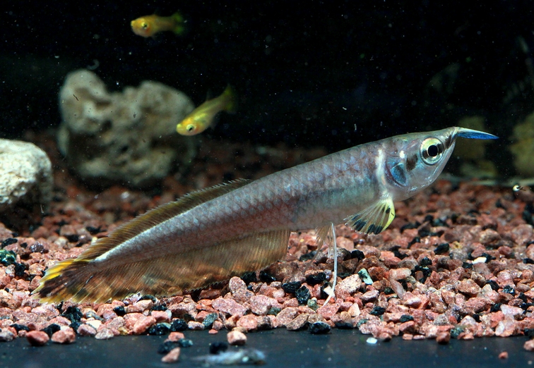  p>黑骨舌鱼(学名: i>osteoglossum ferreirai /i>):又名"黑龙鱼".