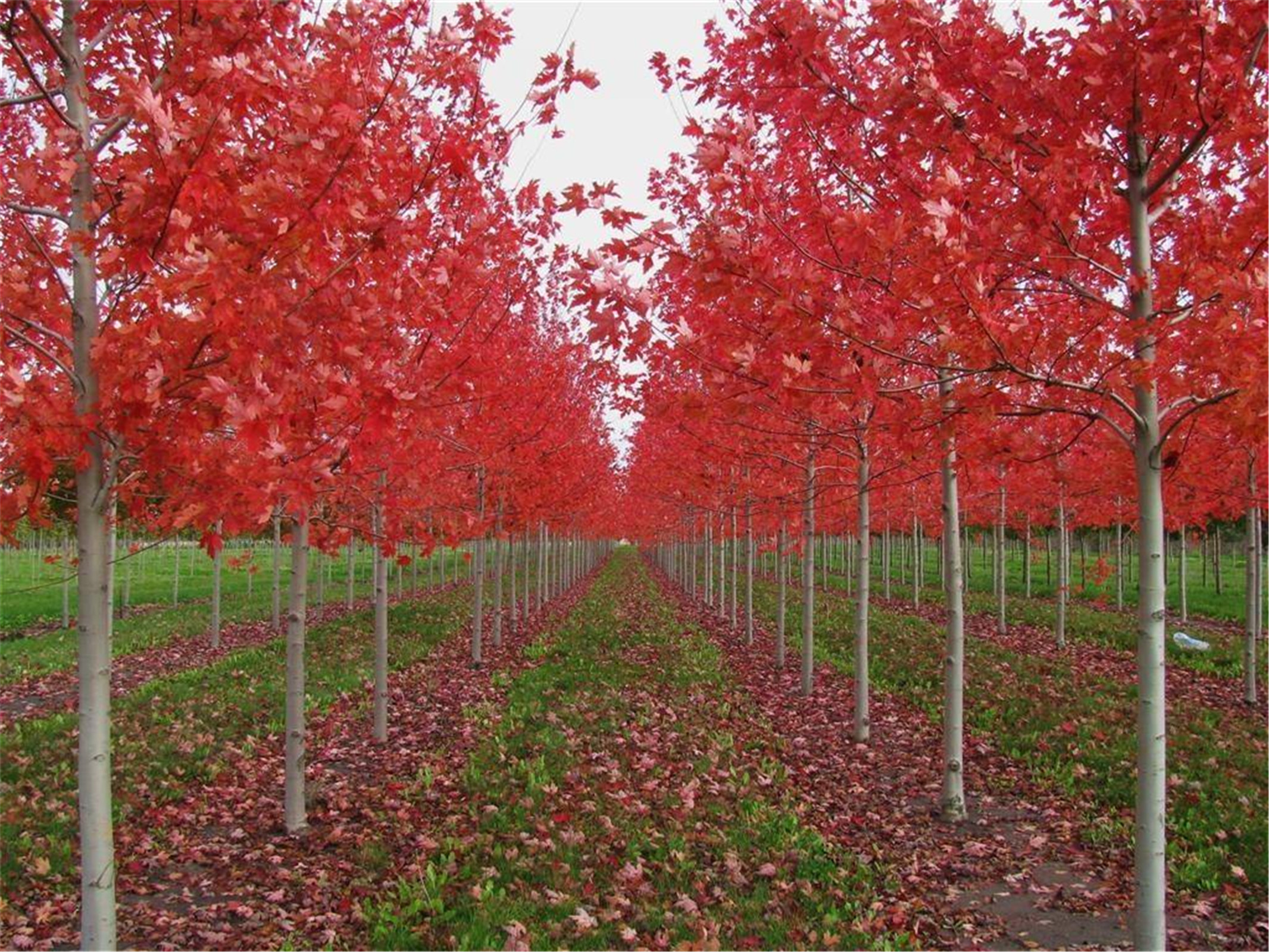  p>秋火焰(学名: i>acer rubrum  /i>autumn blaze):原产美国东海岸
