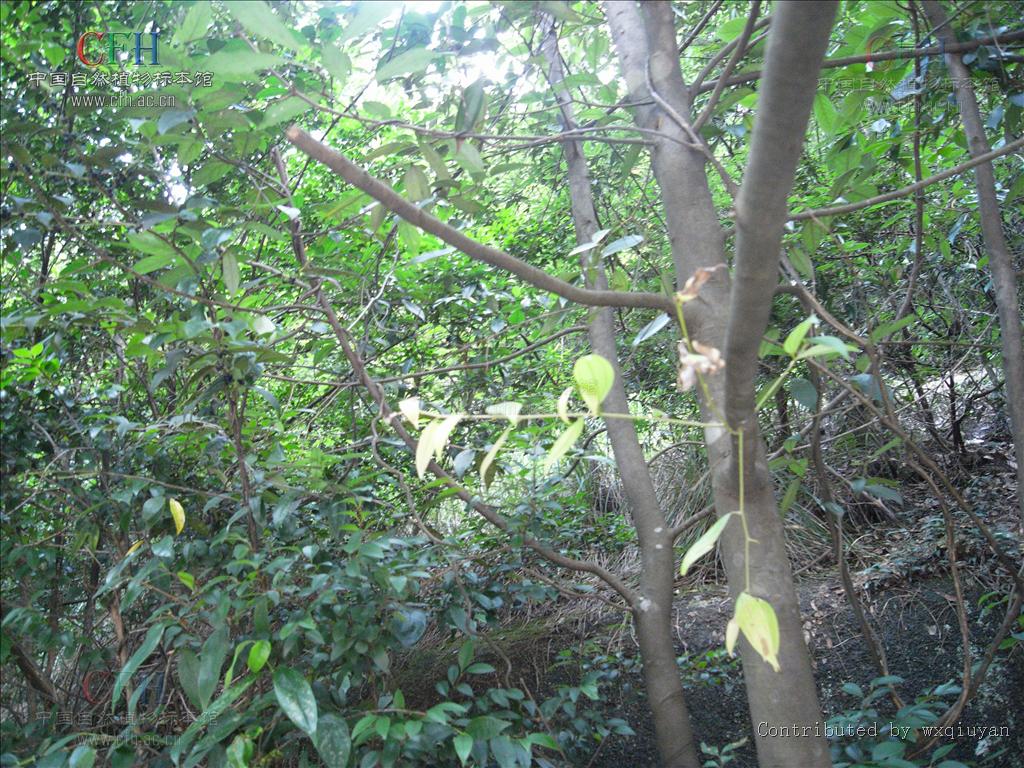 清香桂