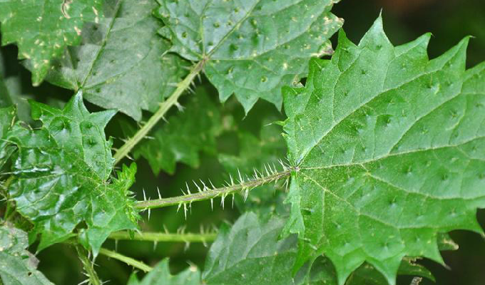  p>台湾蝎子草是荨麻科蝎子草属植物. /p>