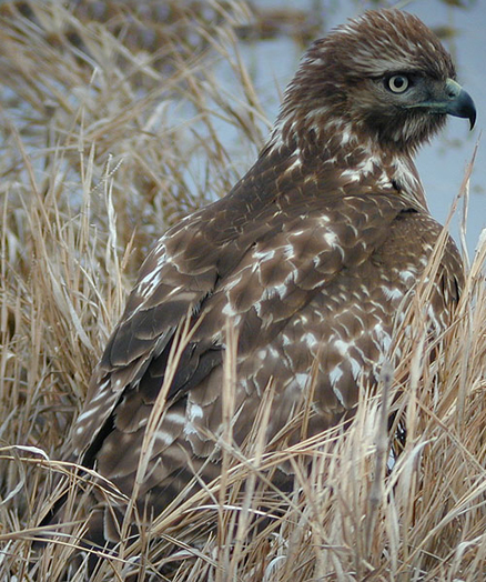  p>红尾鵟(学名: i>buteo jamaicensis /i>):是分布在北美的鵟属各种