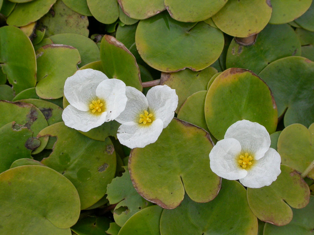  p>水鳖属(学名:hydrocharis linn.
