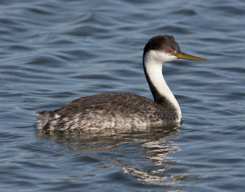  p>北美鸊鷉(学名: i>aechmophorus occidentalis /i>):体长约56至74