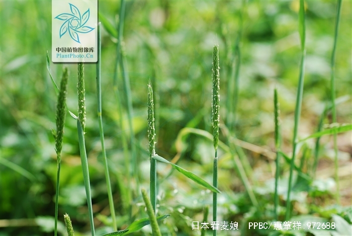  p>日本看麦娘. a href="#">禾本科 /a>看麦娘属. 一或二年生草本.