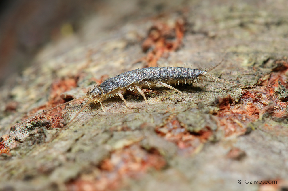  p>缨尾目(学名thysanura)指的是 a target="_blank" href="/item