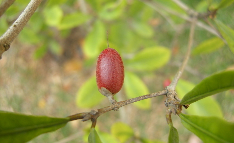 daniell)是山揽科神秘果属植物,多年生常绿灌木,树高3-4.
