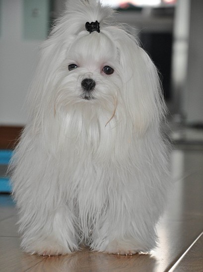  p>马尔济斯犬,英文名maltese,又称马尔他犬,或译成"摩天使".