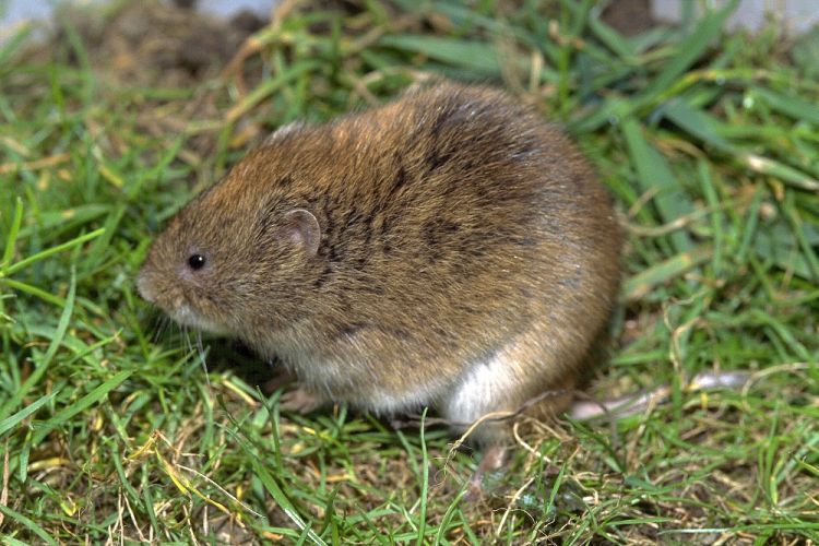  p>东方田鼠(学名: i>microtus fortis /i>),别称 a href="#" data