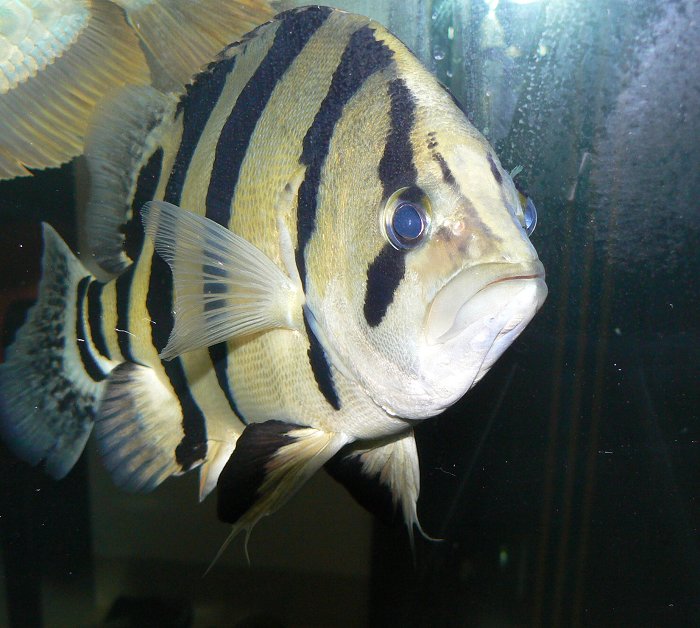  p>泰国虎鱼,拉丁学名datnioides microlepis,幼年的暹罗虎鱼的基本体