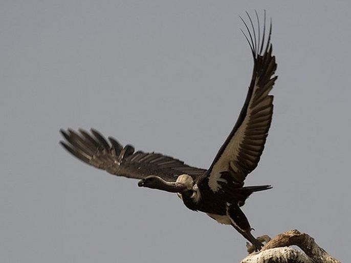  p>拟兀鹫(学名: i>gyps bengalensis /i>):是中型 a target="_blank"