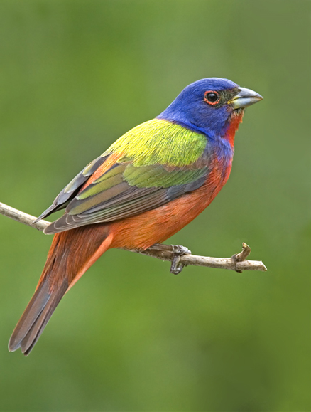  p>丽彩鹀是生活在北美的一种歌鸟, a href="#" data-lemmaid="28736"